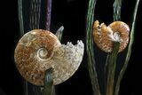 Large, Artistic Ammonite Display Sculpture - Real Fossils #31900-3